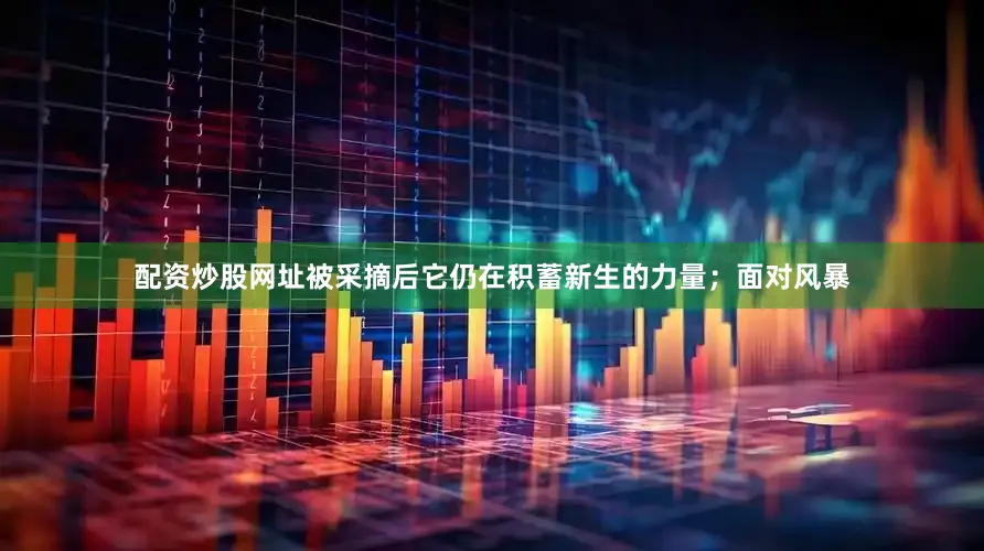 配资炒股网址被采摘后它仍在积蓄新生的力量；面对风暴